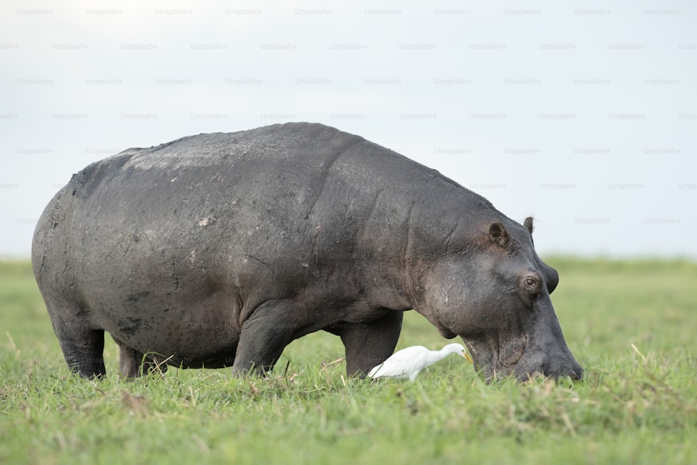 Hippo and  cattle egret feeding
