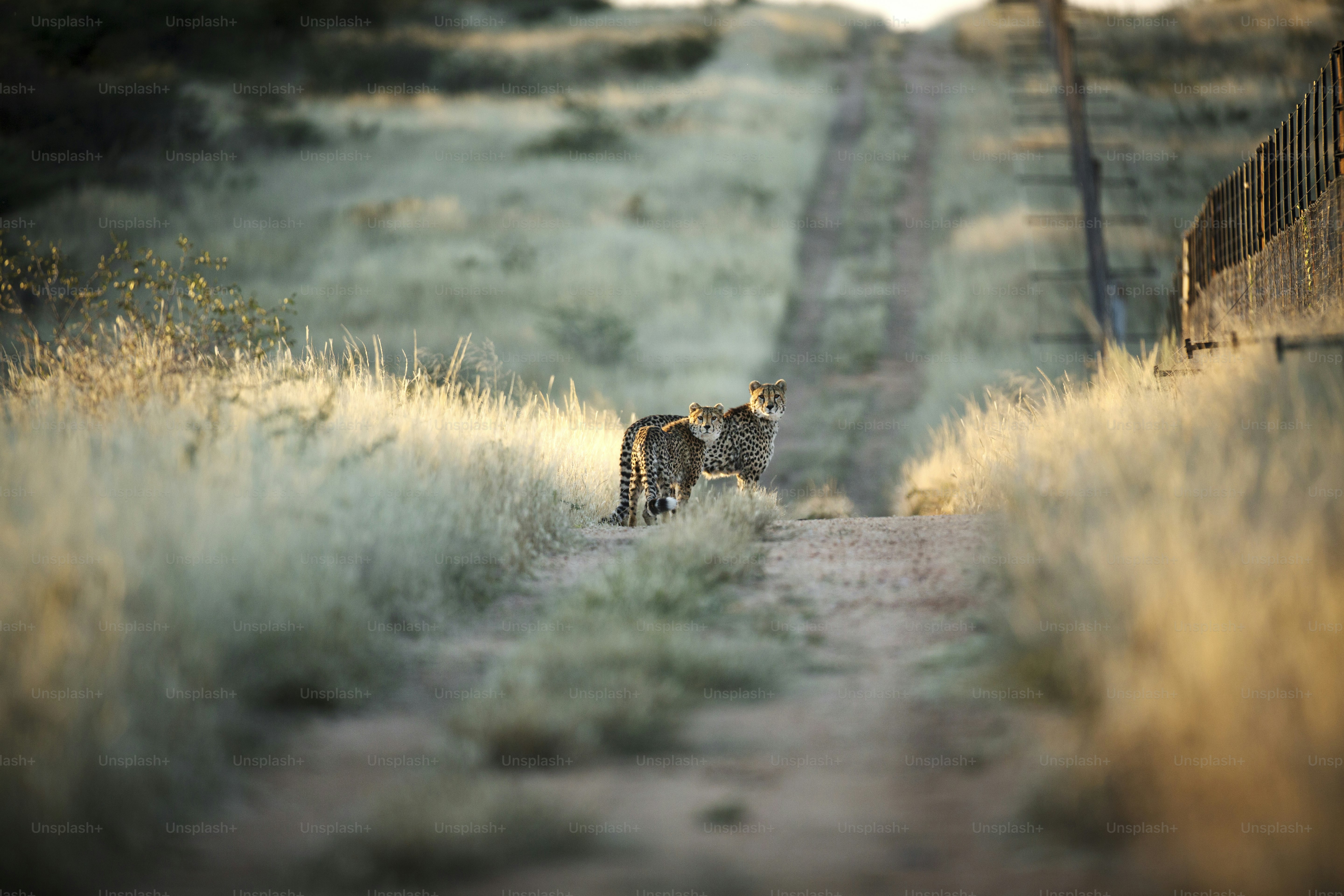 Dos guepardos en la última luz del día