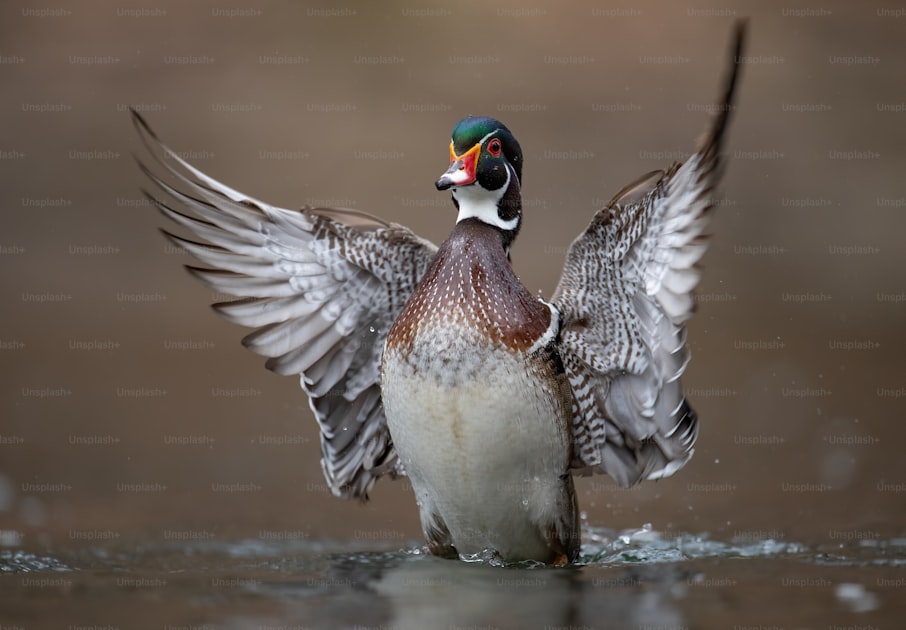 Duck hunter in a flooded timber blind calling to mallards cupped wings on final approach