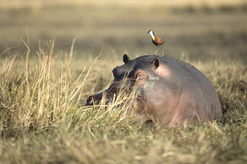 Un hipopótamo fuera del agua en el Parque Nacional de Chobe, Botsuana.