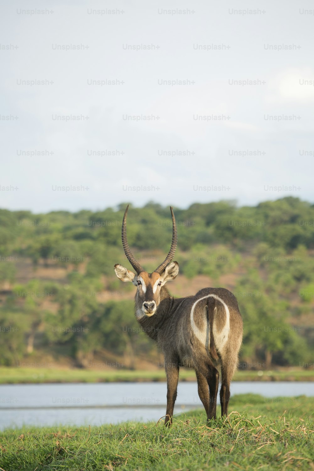 Waterbuck in golden light