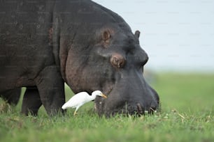 Hippo and  cattle egret feeding