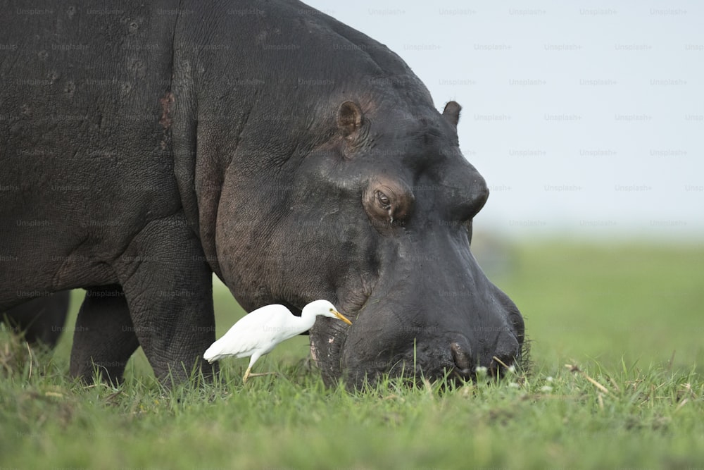 Alimentation des hippopotames et des hérone-bœufs