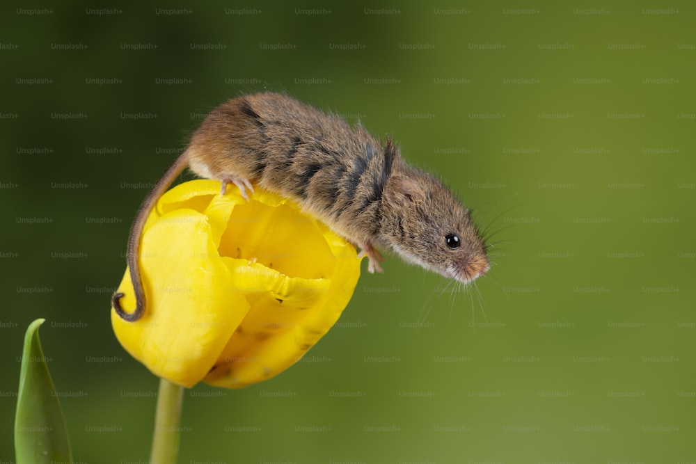 귀여운 수확 쥐 micromys minutus 노란 튤립 꽃 잎에 중립 녹색 자연 배경