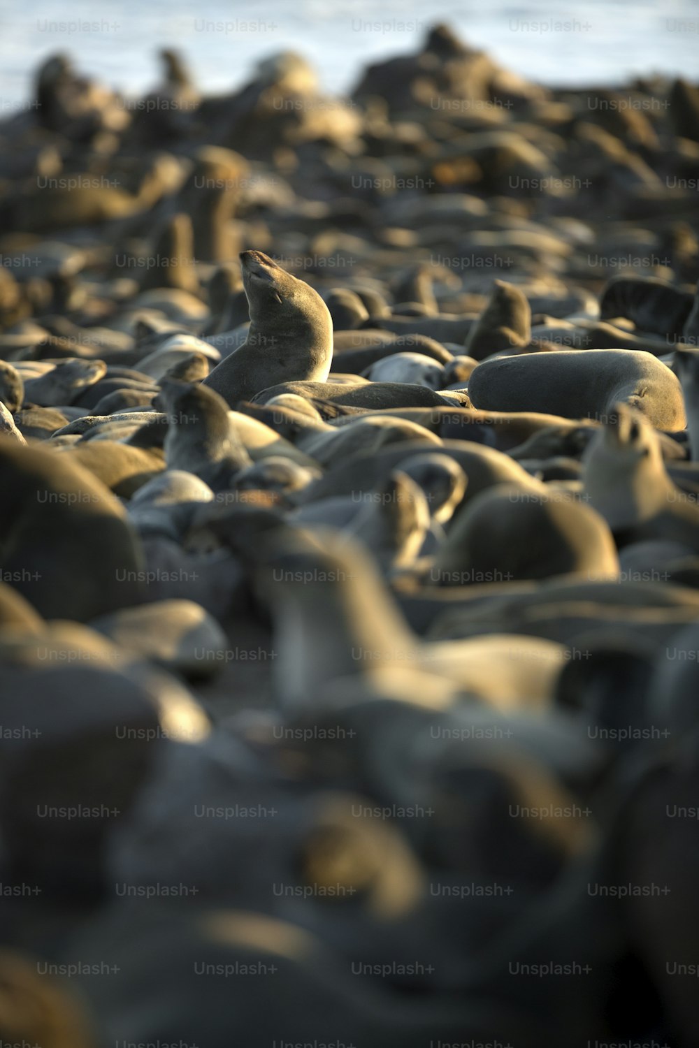 Seebär in der Kap-Kreuz-Kolonie an der Skelettküste Namibias.