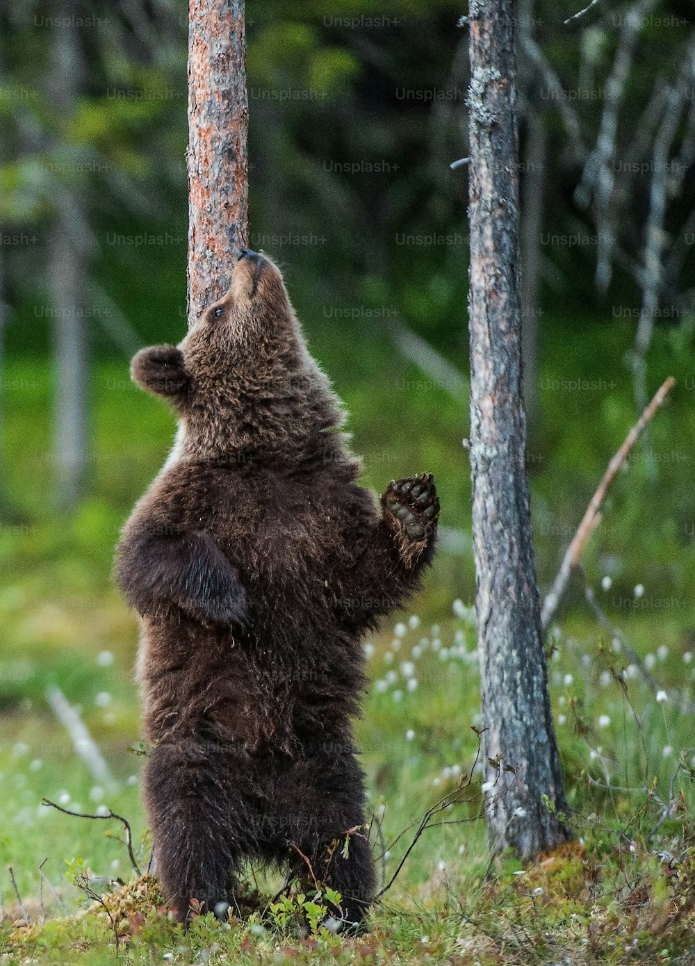 Braunbärenjunges steht auf den Hinterbeinen an einem Baum im Sommerwald. Wissenschaftlicher Name: Ursus arctos (Braunbär). Grüner natürlicher Hintergrund. Natürlicher Lebensraum, Sommersaison.