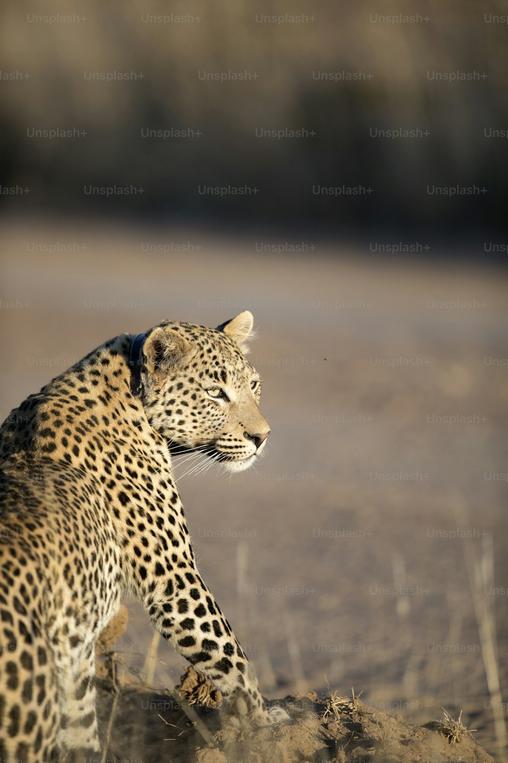 Leopardo descansando en el Parque Nacional de Etosha, Namibia.