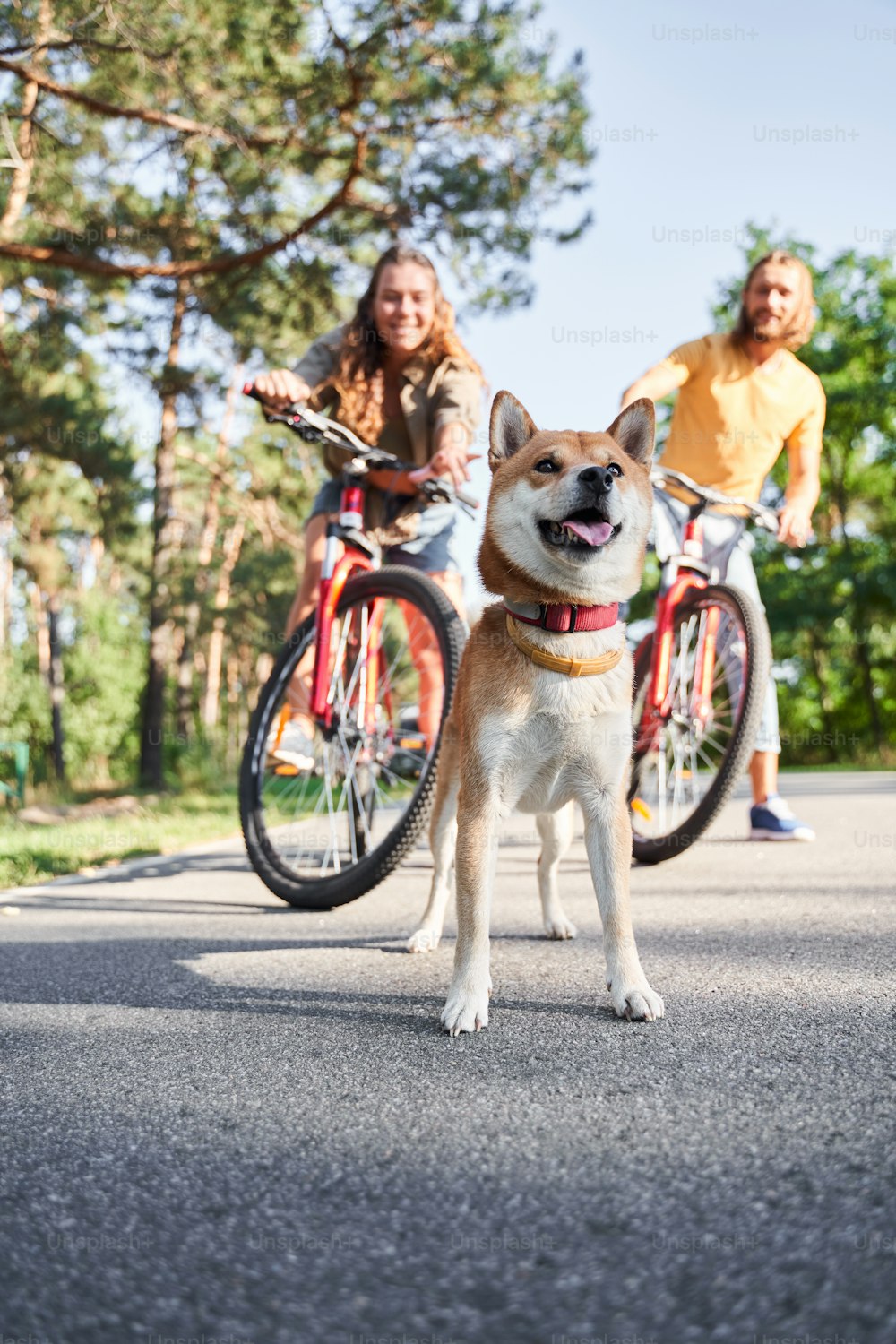 Cute shiba inu dog standing at the road and looking away while walking with his owners. Focus at the dog, couple are blurred