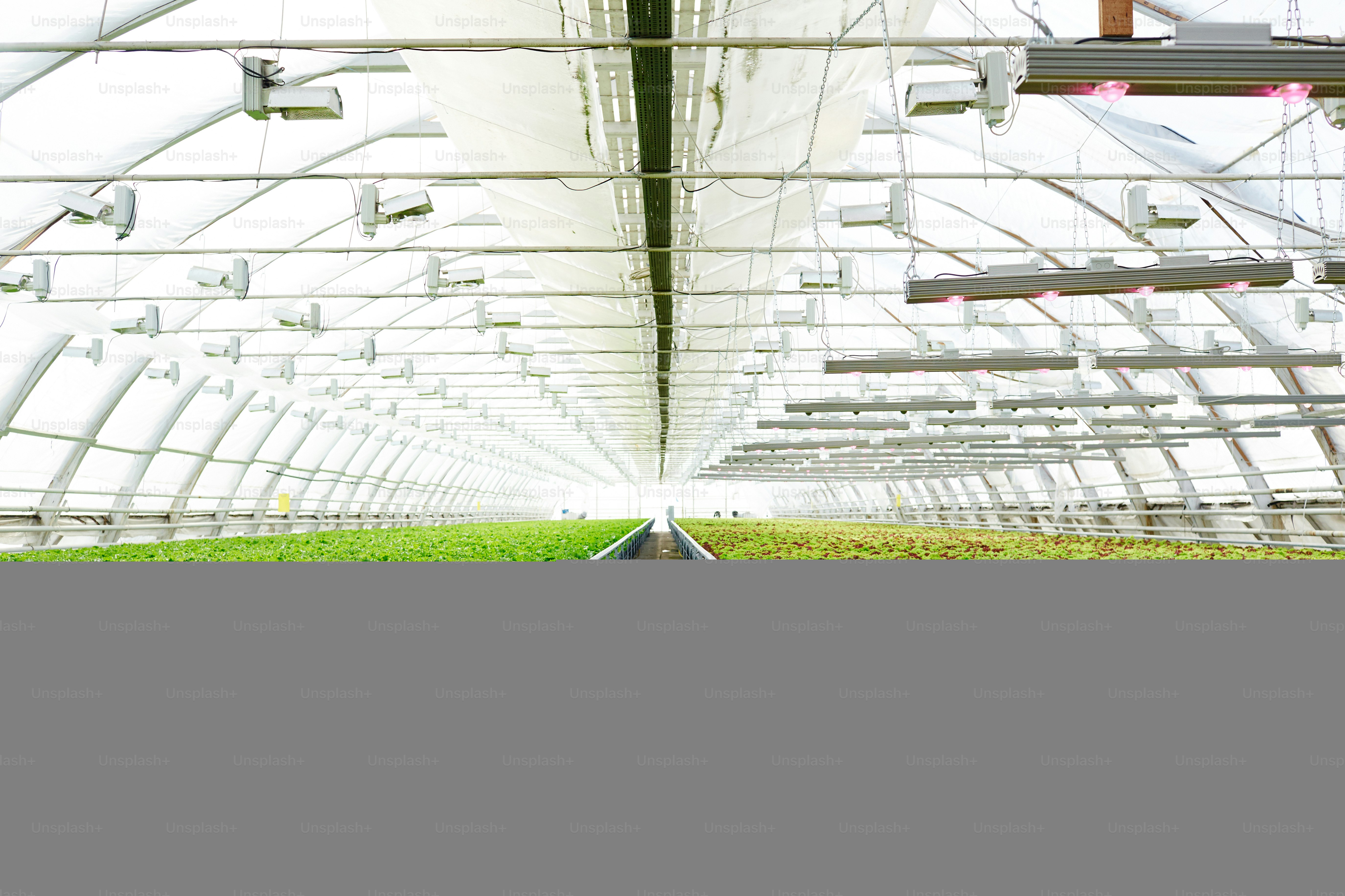 Perspectiva de interior de invernadero largo y grande con pasillo entre dos plantaciones con lechugas de varios tipos