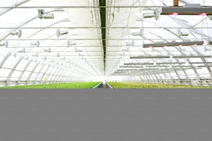 Prospettiva di una lunga e grande serra interna con corridoio tra due piantagioni con lattuga di vario tipo