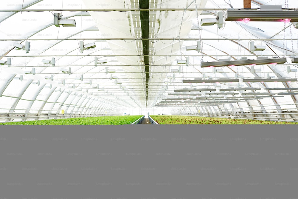 Perspective of long and large glasshouse interior with aisle between two plantations with lettuce of various sorts