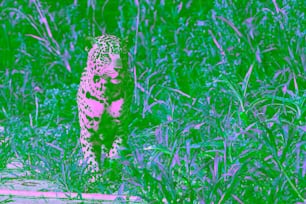 座っているジャガー。正面図、緑の自然の背景。Panthera onca。自然の生息地。クイアバ川、ブラジル。