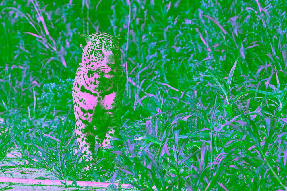 Jaguar assis. Vue de face, fond naturel vert. Panthera onca. Habitat naturel. Rivière Cuiaba, Brésil.