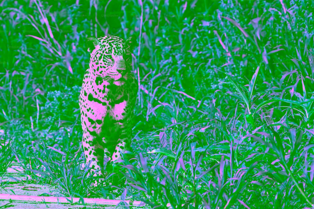 Jaguar sentado. Vista frontal, fondo natural verde. Pantera onca. Hábitat natural. Río Cuiabá, Brasil.