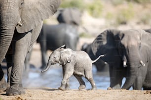 Elephants socialising at a water hole, Etosha National Park, Namibia.