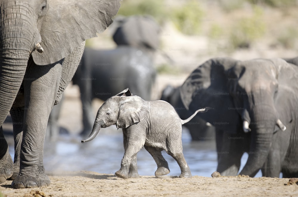 Des éléphants socialisent dans un point d’eau, parc national d’Etosha, Namibie.