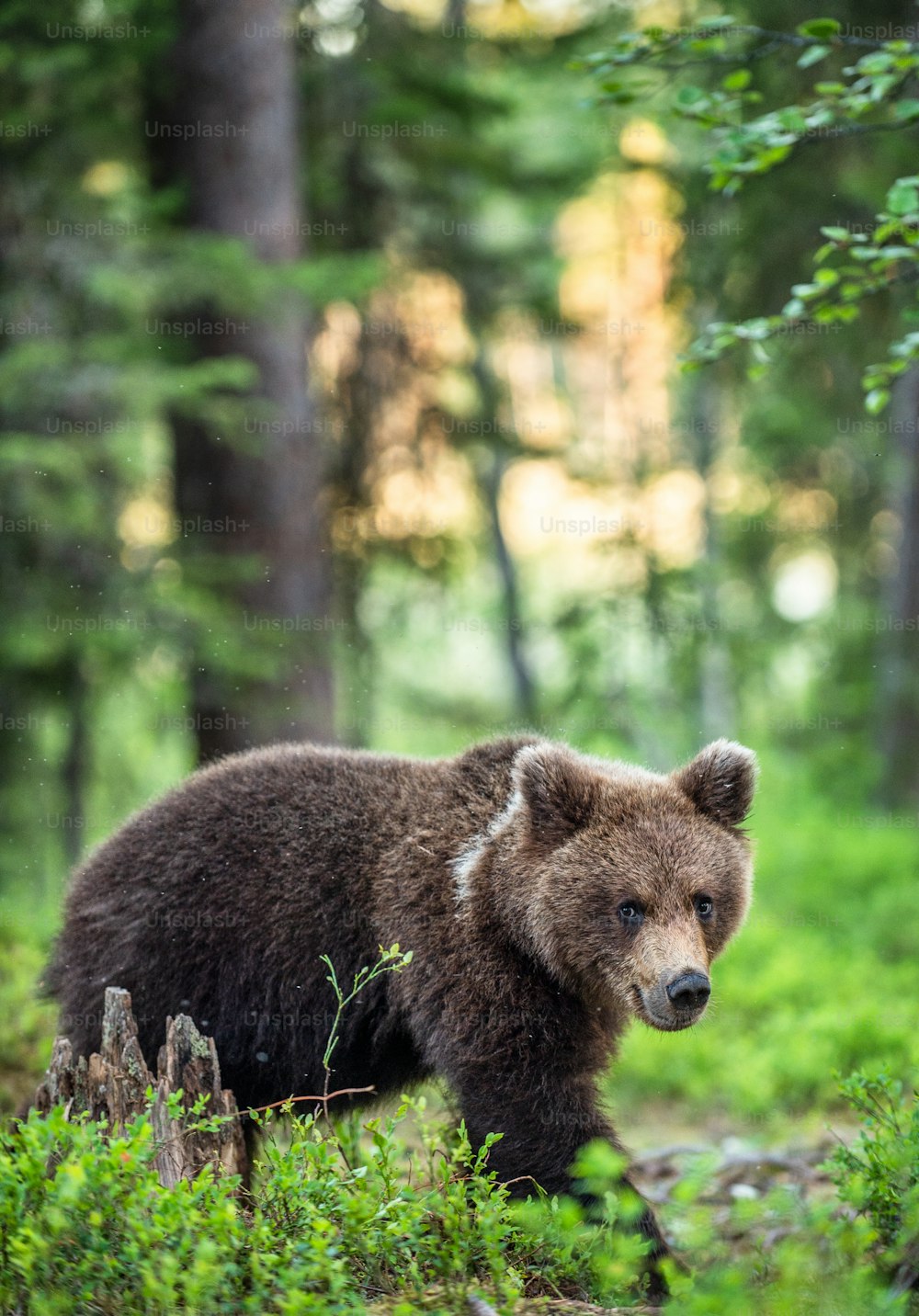 Juvenile Brown Bear in the summer pine forest. Natural habitat. Scientific name: Ursus arctos.