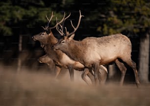 Elk during the Rut