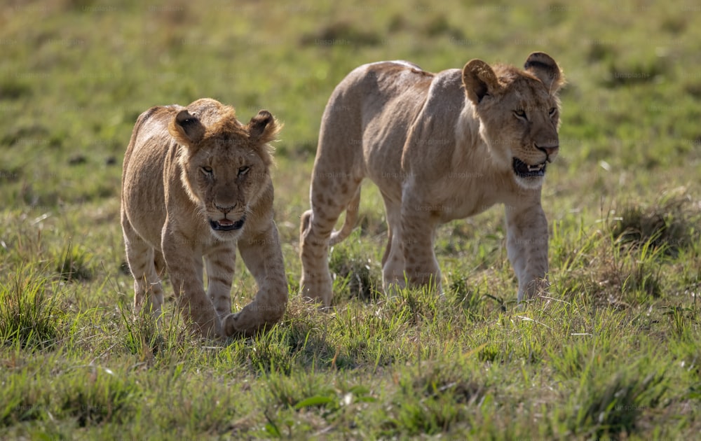 A lion portrait in the Maasai Mara, Africa