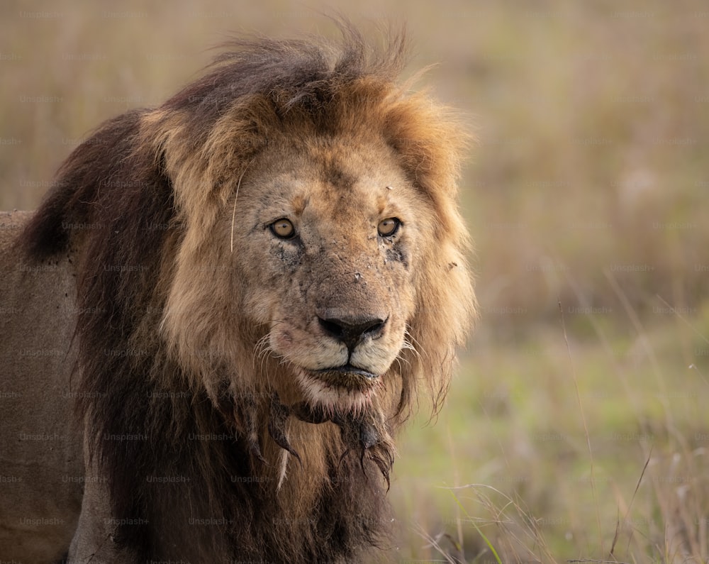 A lion portrait in the Maasai Mara, Africa