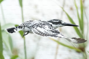 Pied kingfisher flying