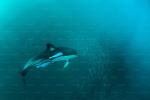Ein Delfin & Remora Fisch in Südafrika