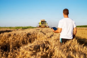 Rear view of young man agronomist standing in a golden wheat field with tablet and looking at combine harvester in front.