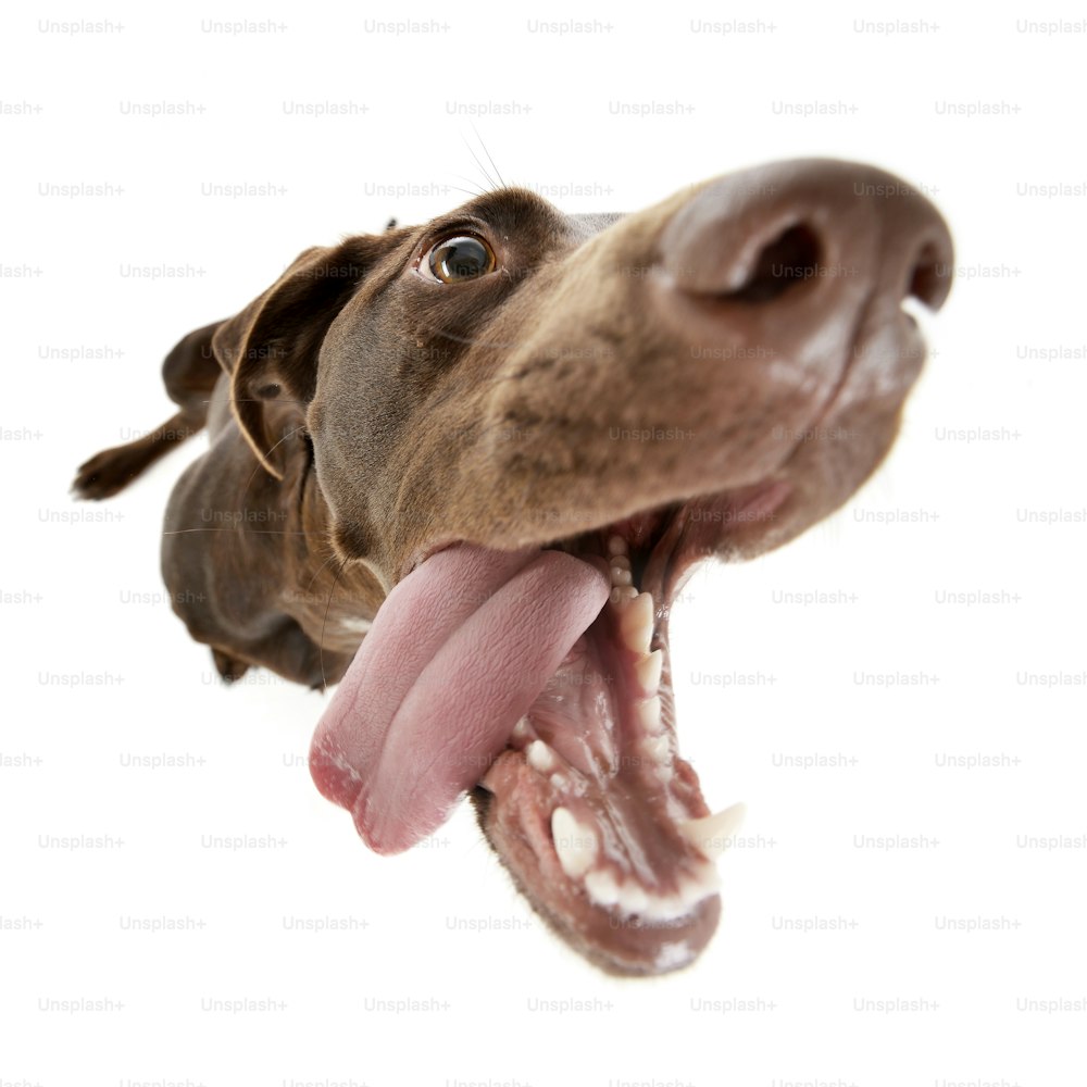 Weitwinkelaufnahme eines entzückenden Mischlingshundes - Studioaufnahme, isoliert auf weiß.
