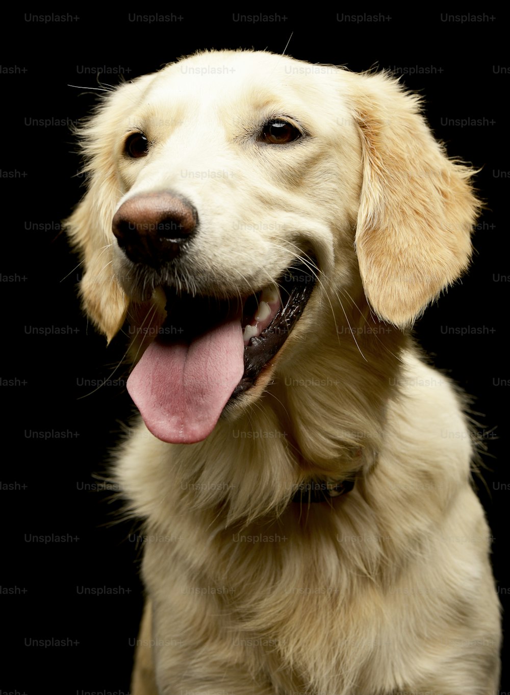 Retrato de un adorable cachorro de Golden retriever - foto de estudio, aislado en negro.