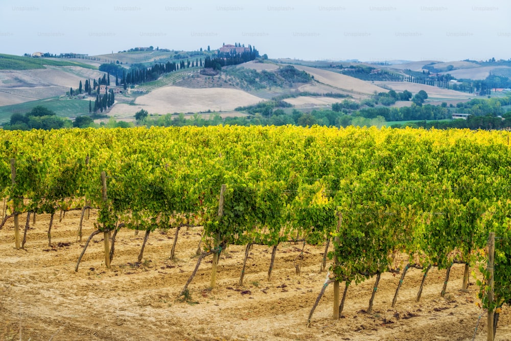 Vineyard landscape in Tuscany, Italy. Tuscany vineyards are home to the most notable wine of Italy.