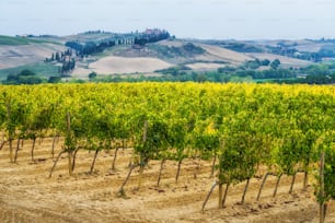 Paesaggio vitivinicolo in Toscana, Italia. I vigneti toscani ospitano il vino più importante d'Italia.