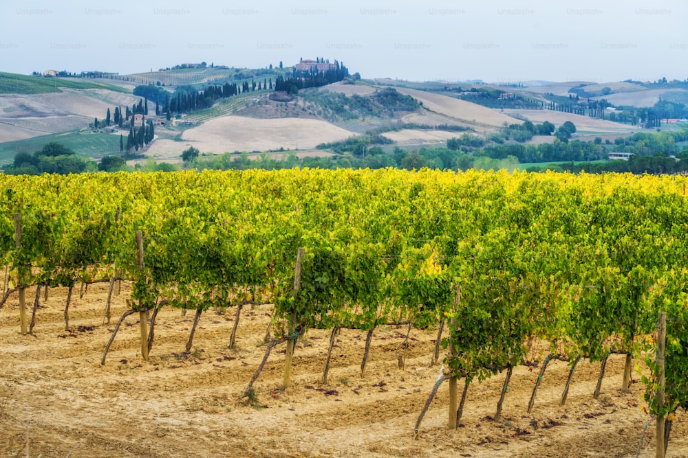 イタリアのトスカーナのブドウ畑の風景。トスカーナのブドウ畑は、イタリアで最も有名なワインの本拠地です。