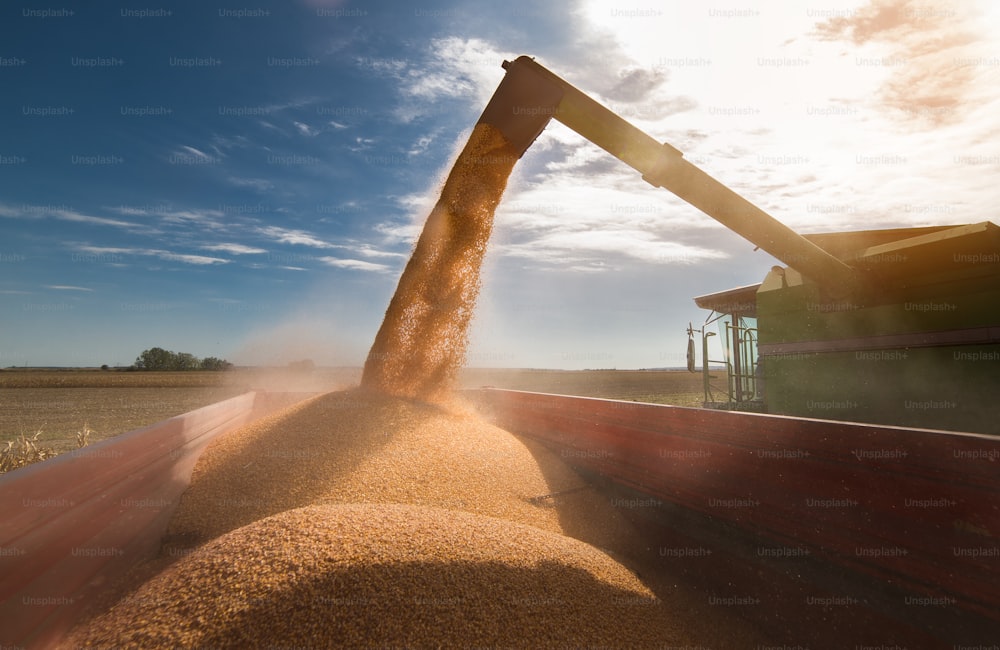 Versare il grano di mais nel rimorchio del trattore dopo il raccolto