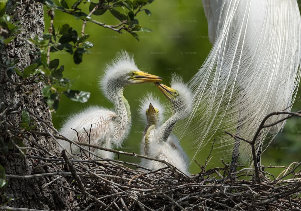 Great egret in Northern Florida