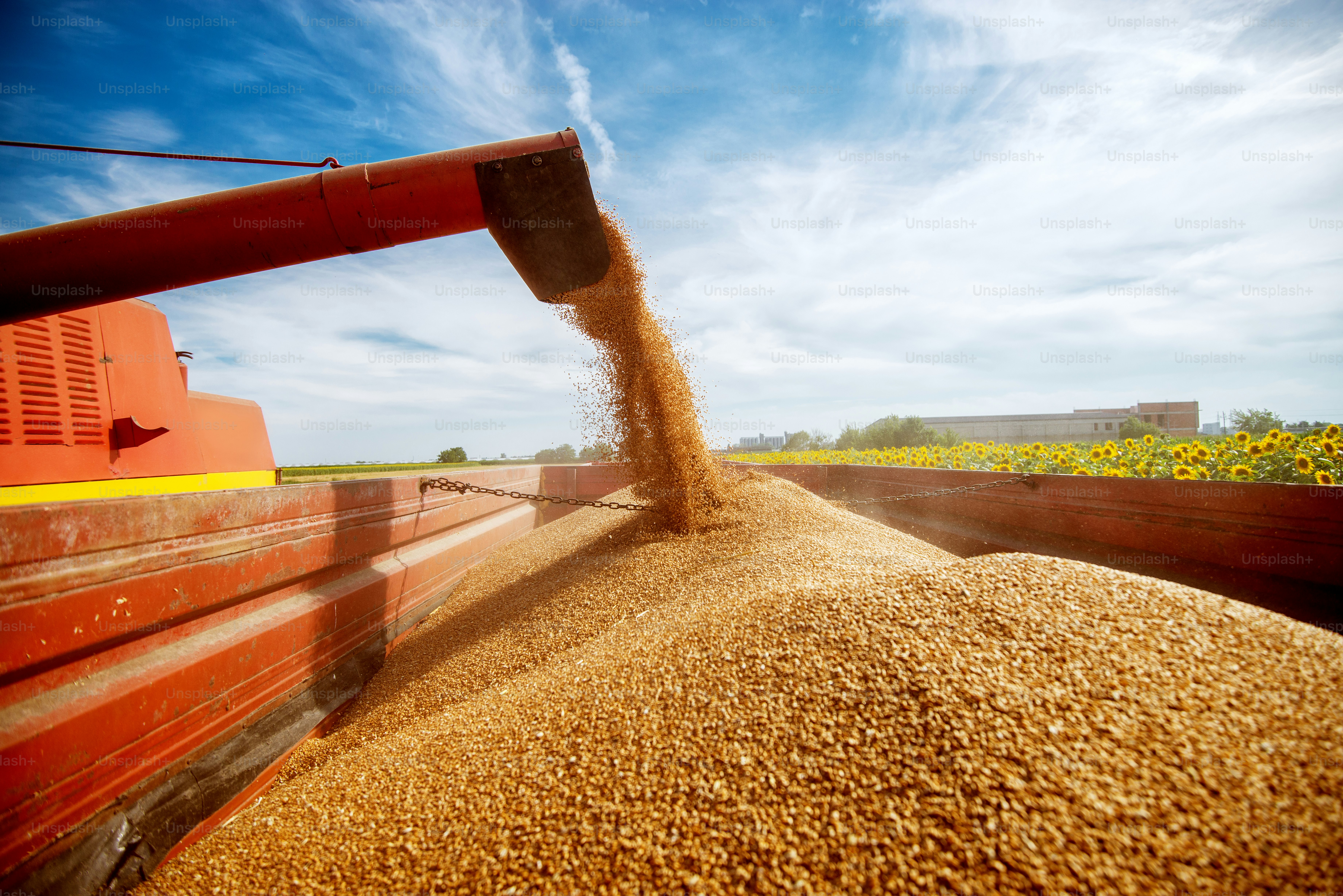 Foto di un riempimento di un grande rimorchio rosso con grani di grano fuori dalla mietitrebbia in un campo di girasole in una bella giornata.