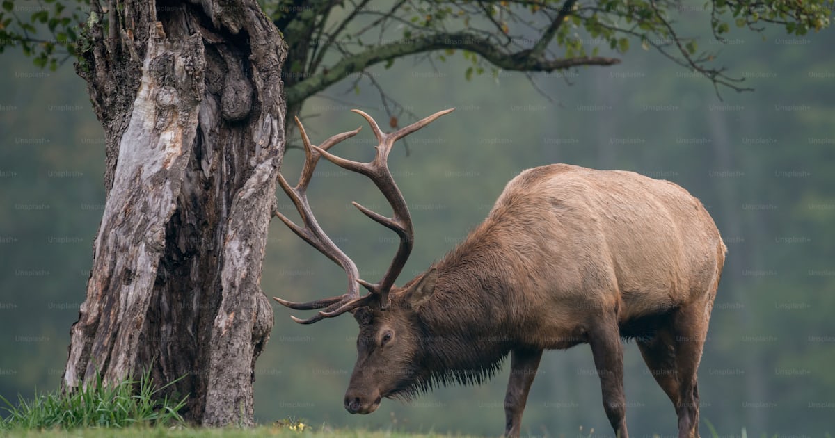 An elk in Pennsylvania photo – Animal Image on Unsplash