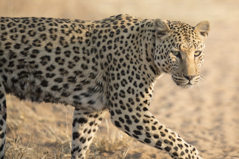 Leopardo no sol da manhã