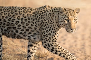 Leopard in morning sun