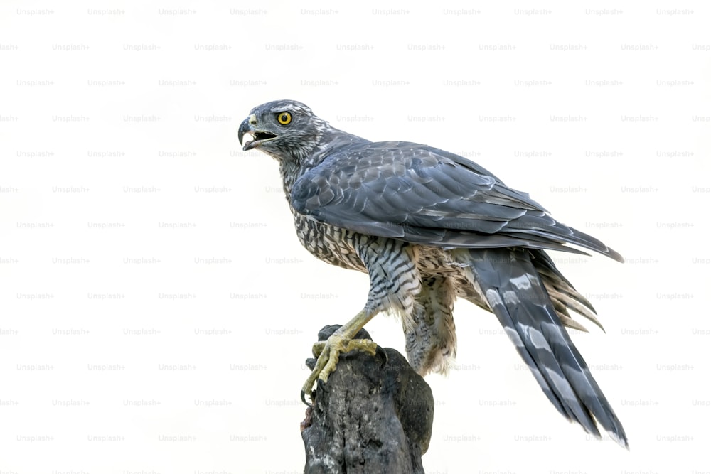 Adult of Northern Goshawk (Accipiter gentilis) on a branch in the forest of Noord Brabant in the Netherlands. White high key background with copy space.