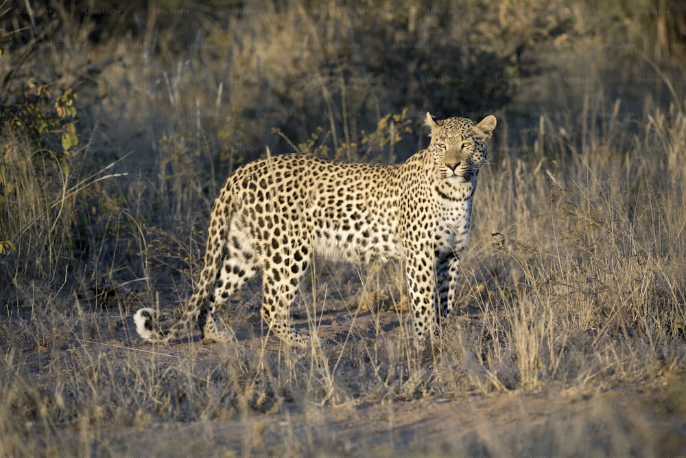 Leopardo na luz da tarde