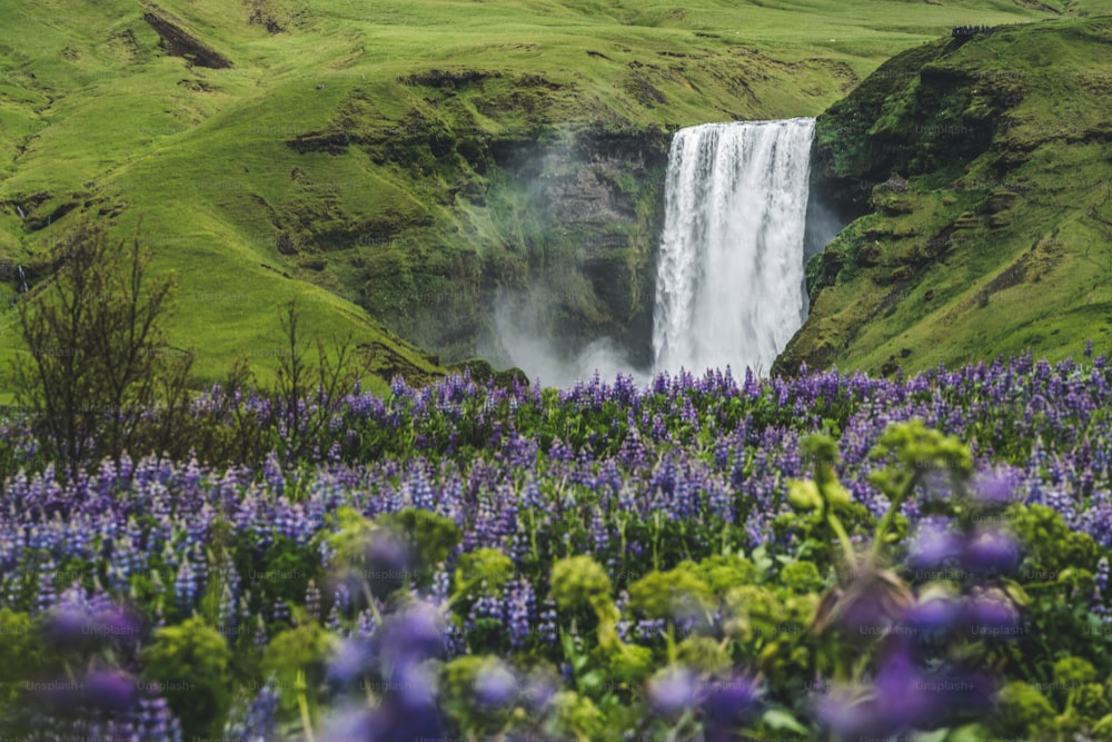 夏のアイスランドの田園地帯にある雄大なスコウガフォスの滝の美しい景色。スコウガフォスの滝は、アイスランドとヨーロッパの最も有名な自然のランドマークであり、観光地です。