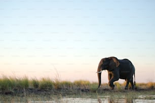 Um touro elefante caminha pelas águas rasas do rio Chobe.