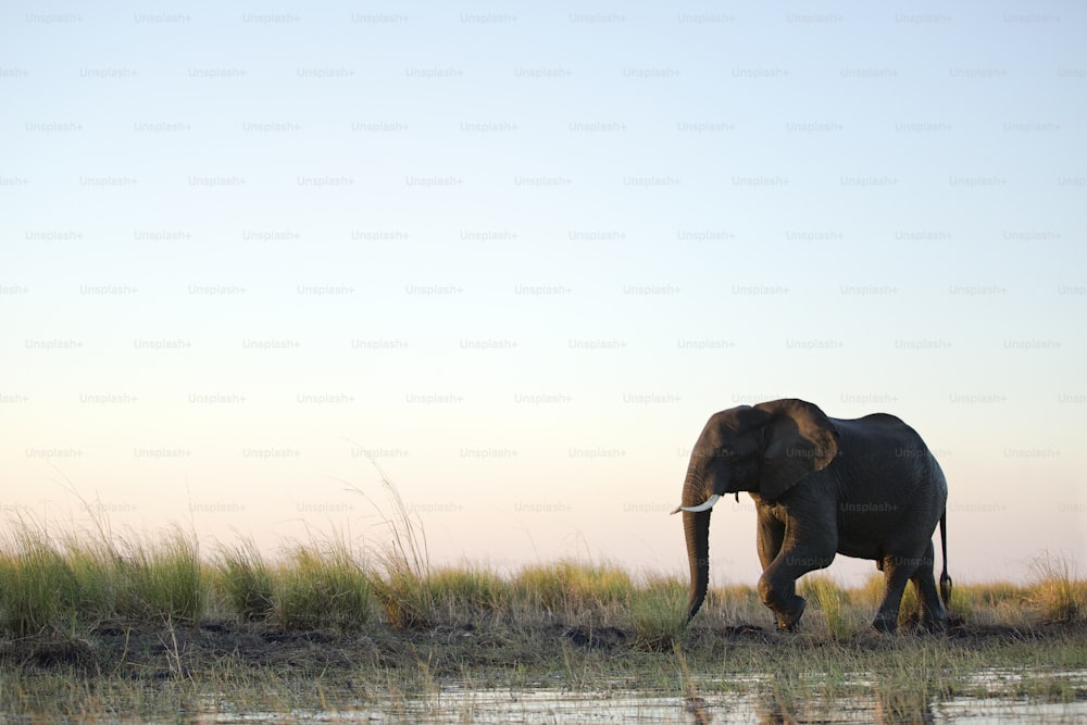 Un toro elefante camina por las aguas poco profundas del río Chobe.