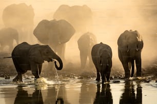 Elefantes en Okaukuejo Pozo de agua al atardecer con polvo amarillo