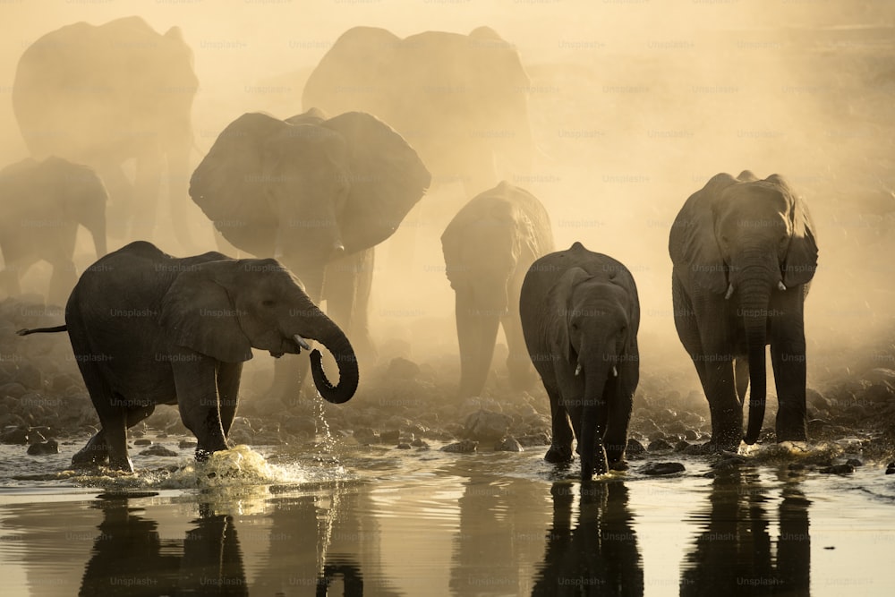 Elefanti a Okaukuejo Pozza d'acqua al tramonto con polvere gialla