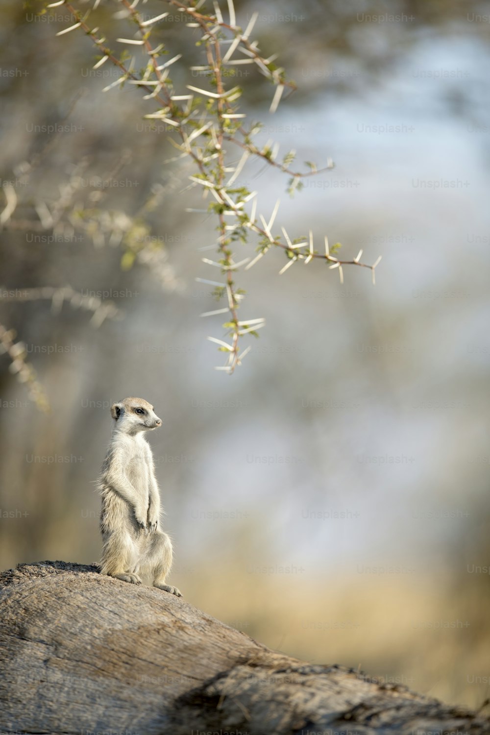 Un suricate se baignant dans les premiers rayons du jour.