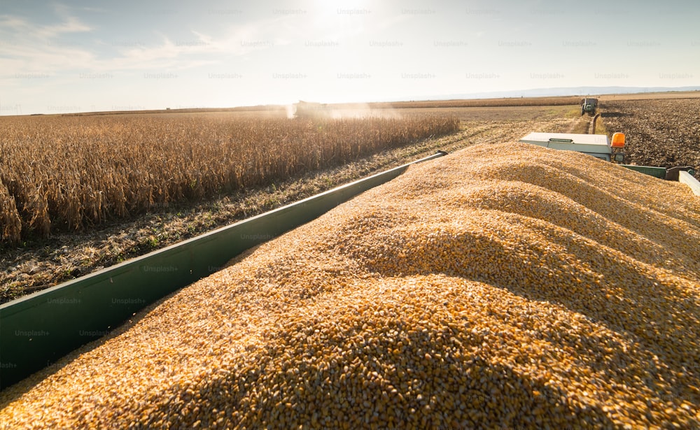 Combine harvester harvesting corn at twilight