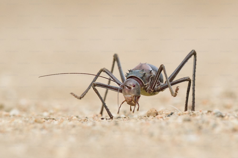 Armour Plated Ground Cricket en Namibie.