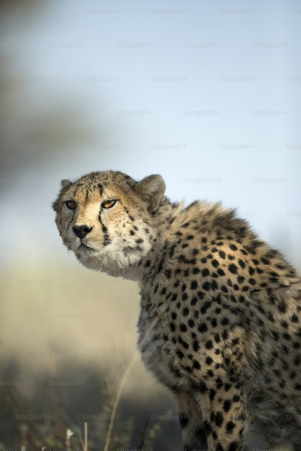 Retrato de un guepardo en tonos de luz