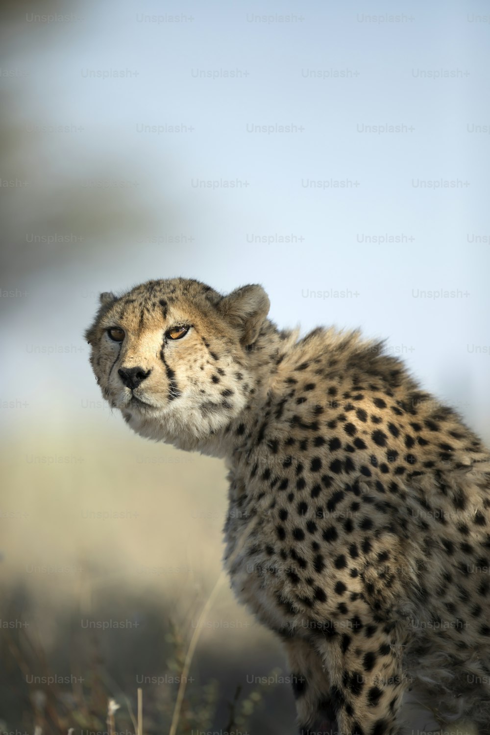 Portrait of a cheetah in dappled light